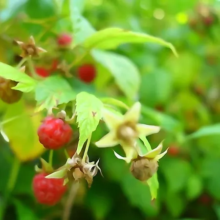 Walnut Tree Refuge بيت للعطل *